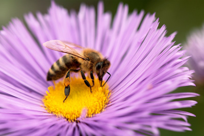 Een bij op een bloem verzamelt nectar