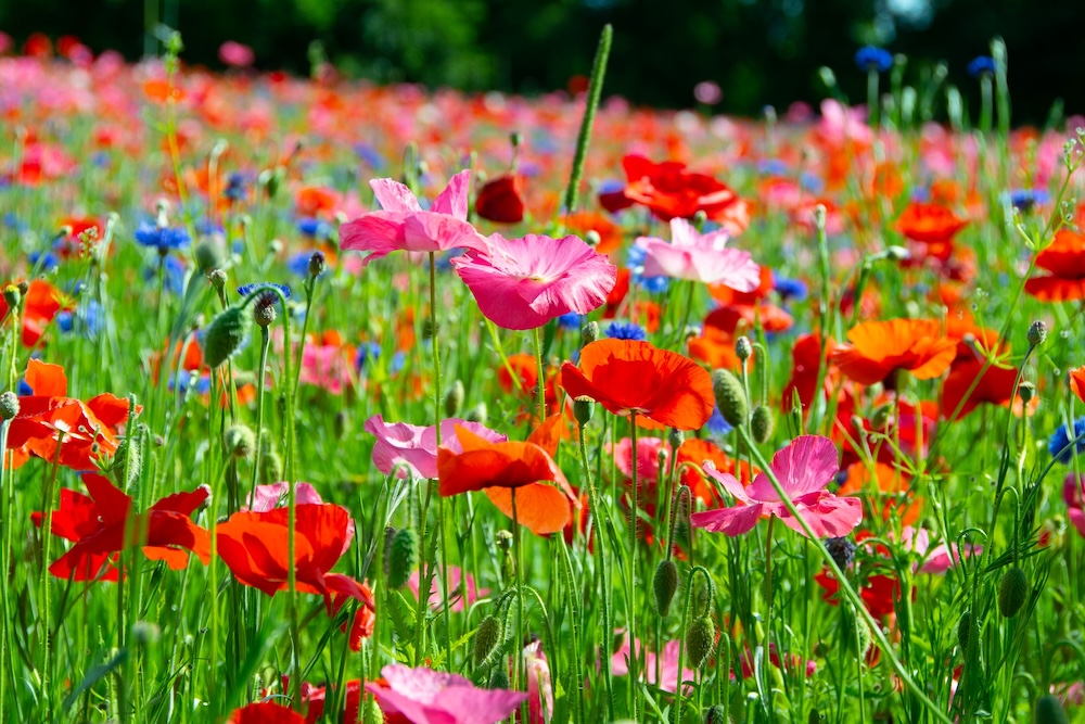 Verschillende soorten bloemen