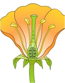 Diagram met onderdelen van een bloem