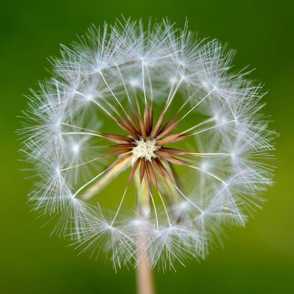 Paardenbloempluis